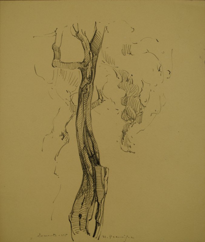 1928 - Due alberi a Sorrento